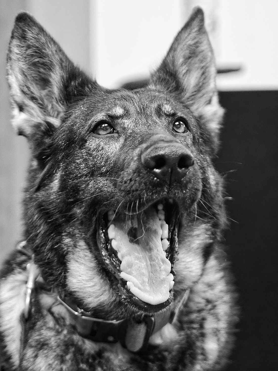Canine cop Juma's personality shines through a grinning yawn during a visit to the Monitor office.